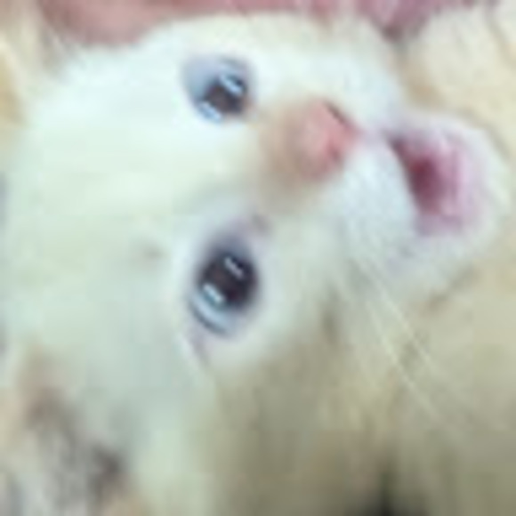 rubiconcatgirl